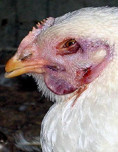 آنفلوانزاي پرندگان (Avian Influenza)